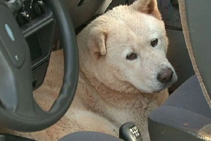 Animal está dentro do veículo desde a tarde de quinta-feira (23)
