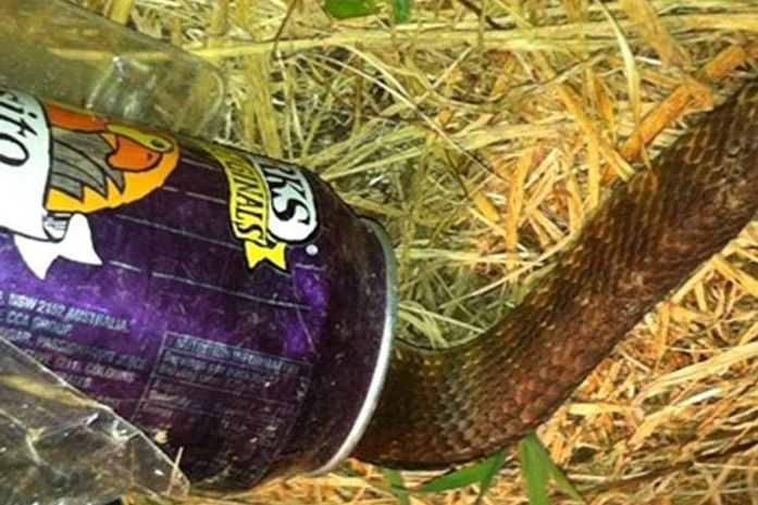 Cobra venenosa é encontrada presa em lata de refrigerante