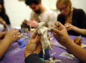 Em curso de taxidermia, alunos empalham ratos em Nova York