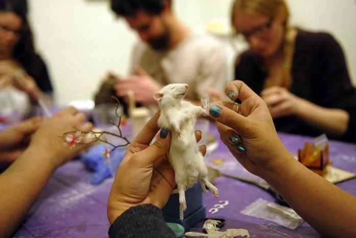 Em curso de taxidermia, alunos empalham ratos em Nova York