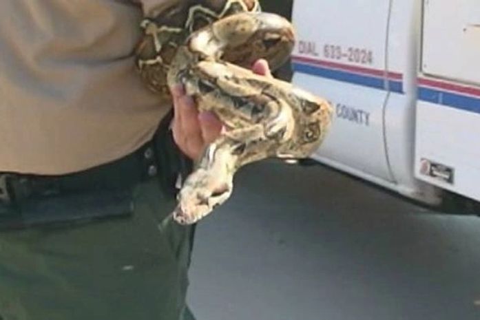 Dupla leva susto ao dar de cara com jiboia em porta-malas