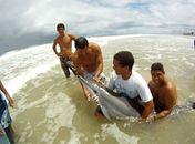 Golfinho encalha no Pontal é resgatado, mas morre horas depois