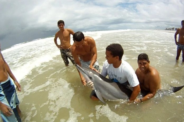 Golfinho encalha no Pontal é resgatado, mas morre horas depois