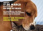 Encontro para Adoção de Cães e Gatos será promovido pelo NEAFA neste sábado