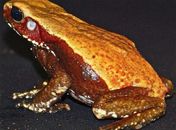 Butantan descobre sapo que lança veneno espontaneamente