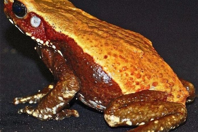 Butantan descobre sapo que lança veneno espontaneamente