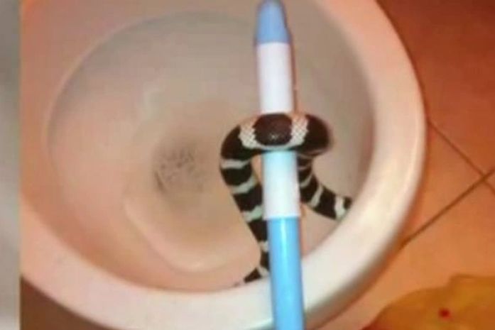 Americano acha cobra na privada ao tentar usar o banheiro