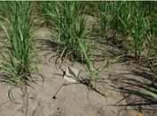 Pá encontrada no local