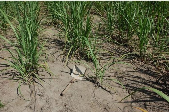 Pá encontrada no local