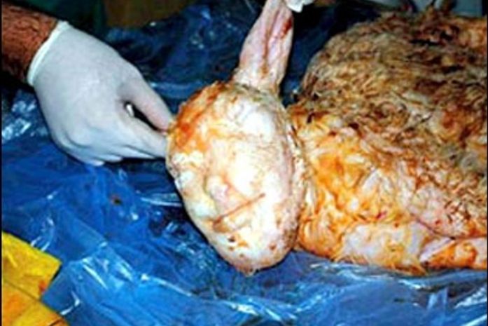 Ovelha dá à luz a um cordeiro com face humana