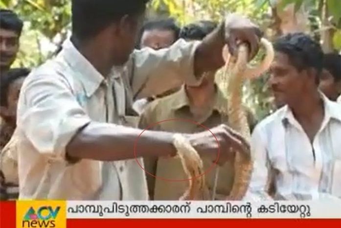 Vava Suresh se distraiu e acabou atacado pela cobra-rei.