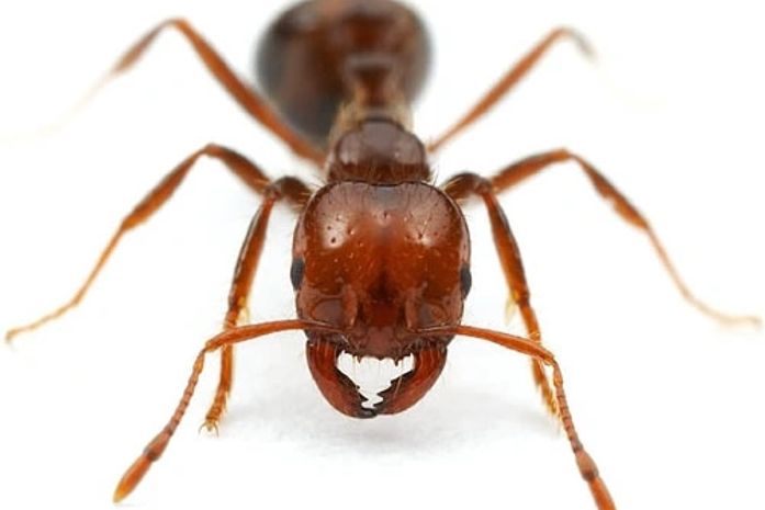 Quem Tira as Formigas de Cima de Você?