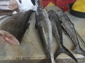 Peixe 