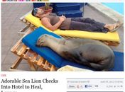 Site mostra imagem do que seria a leão-marinho Chonchita dormindo à beira da piscina do hotel de Galápagos 