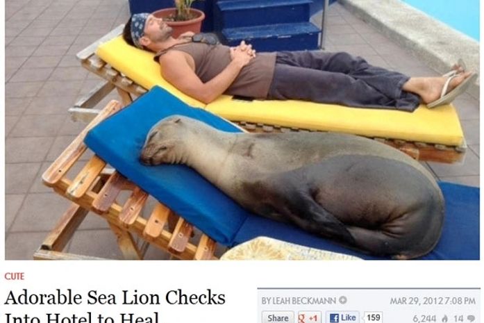 Site mostra imagem do que seria a leão-marinho Chonchita dormindo à beira da piscina do hotel de Galápagos