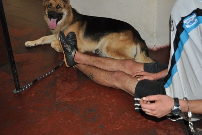 Cachorro é 'detido' com suspeito de assalto em Votuporanga, SP