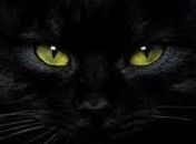 Impressionante!!! (gato ladrão consegue advinhar seus pensamentos)