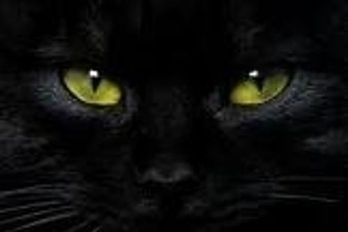 Impressionante!!! (gato ladrão consegue advinhar seus pensamentos)