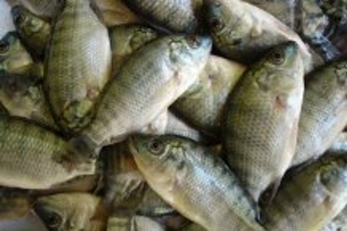 Joaquim Beltrão consegue R$ 1 milhão 658 mil para produção de pescado em Alagoas