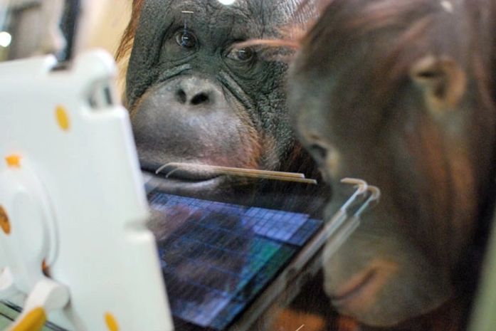 Zoológico dos EUA dá iPad para macacos desenvolverem inteligência