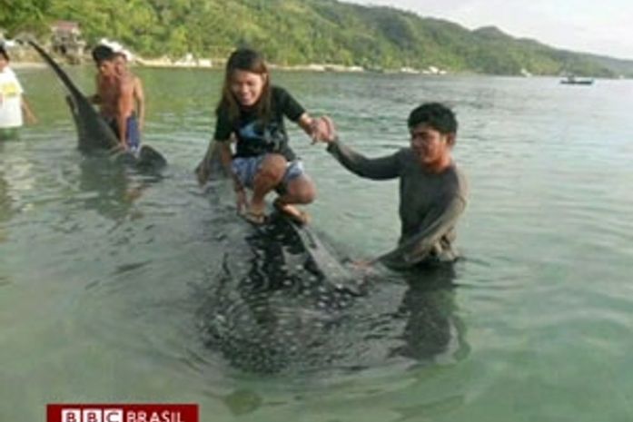 Foto de menina montada em tubarão-baleia causa indignação nas Filipinas