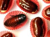 Você sabia que você comeu chocolate com pedaços de barata?