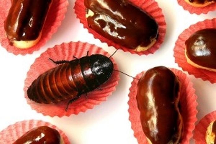 Você sabia que você comeu chocolate com pedaços de barata?