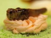 Universidade holandesa exibe doce com gafanhoto caramelizado