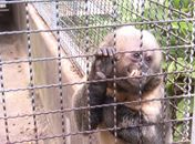 Rota do tráfico: Alagoas é destino de comercialização de animais silvestres