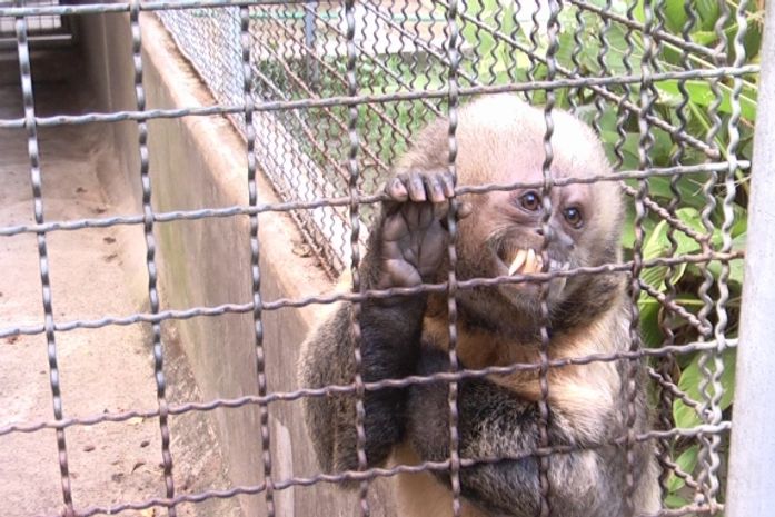 Rota do tráfico: Alagoas é destino de comercialização de animais silvestres