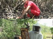 Da lama para o mel: Catadores de caranguejo se dedicam ao cultivo da própolis vermelha