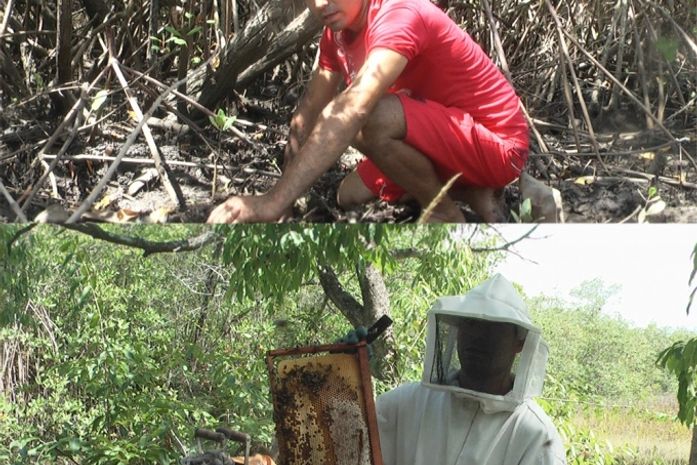 Da lama para o mel: Catadores de caranguejo se dedicam ao cultivo da própolis vermelha