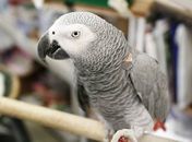 Papagaio perdido 'revela' endereço à polícia