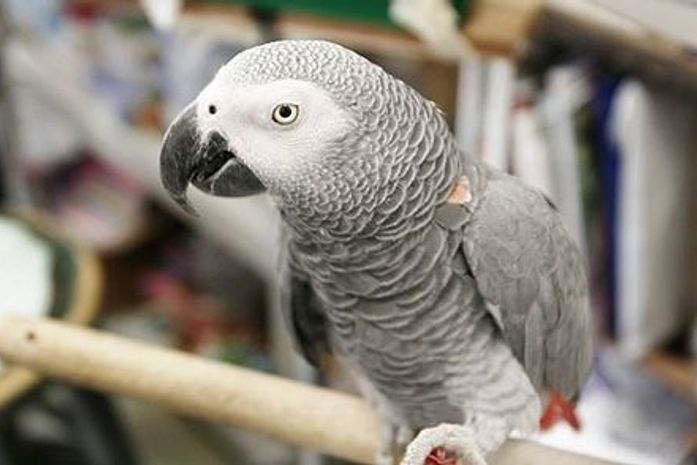 Papagaio perdido 'revela' endereço à polícia