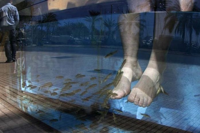 Peixe faz o trabalho de pedicure em spa na Espanha