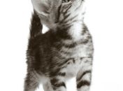 Por que Somos Curiosos e Desejamos Saber?