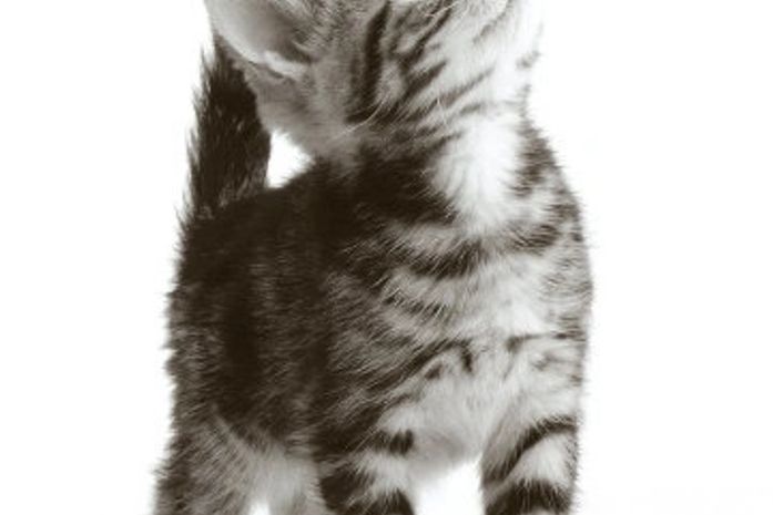 Por que Somos Curiosos e Desejamos Saber?