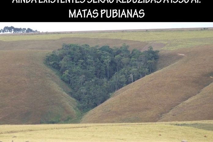Matas Pubianas