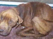 Morte de Cães na Ponta Verde: Neafa classifica caso como absurdo