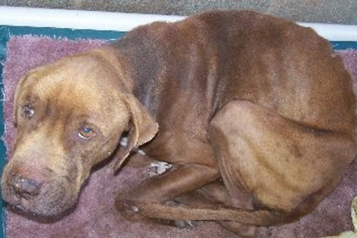 Homem é detido após matar cães da vizinha a marteladas