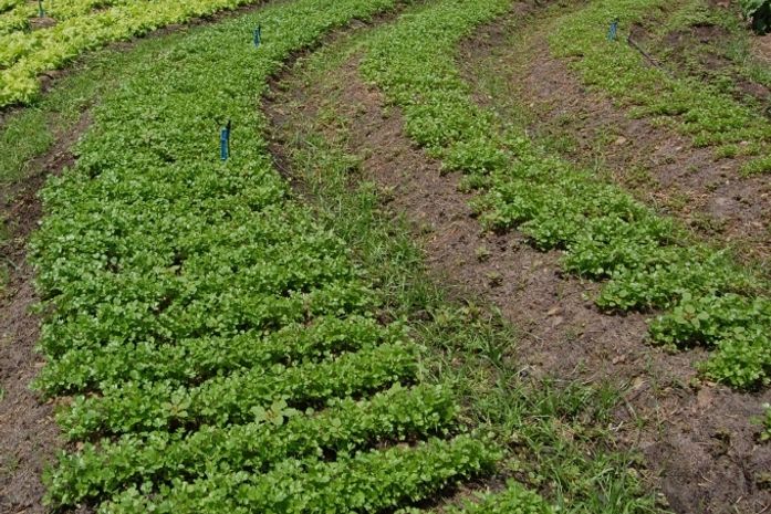 Cooperados da Pindorama se preparam para o plantio da entressafra