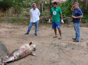 Boto-cinza é encontrado morto na praia de Ponta Verde