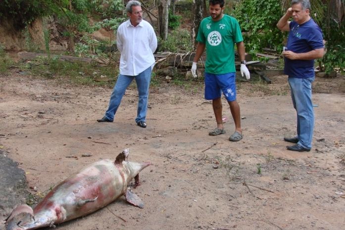 Boto-cinza é encontrado morto na praia de Ponta Verde