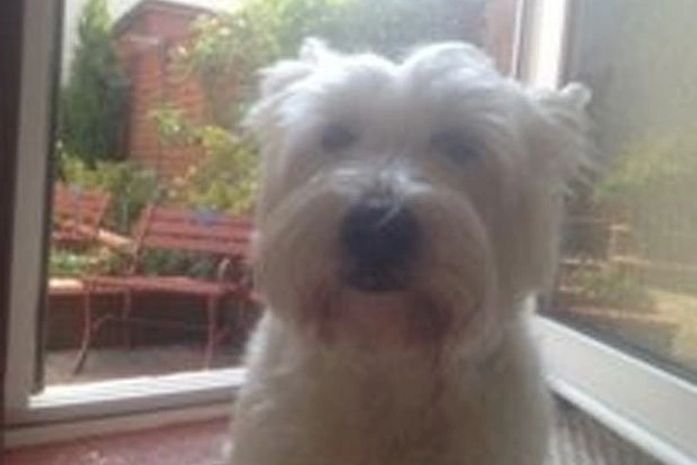 Cadela alerta dono e ajuda a capturar escorpião venenoso na Escócia