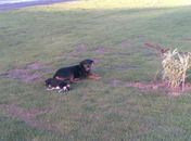 Cachorro morre atropelado e é "velado" por outro cão