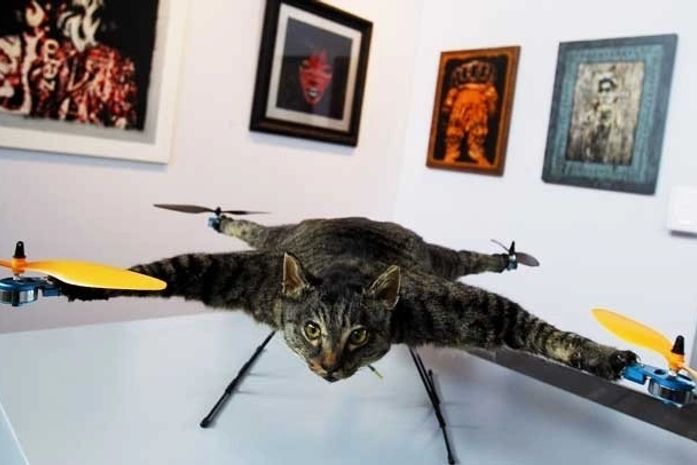 'Gato helicóptero' é atração de feira de artes na Holanda