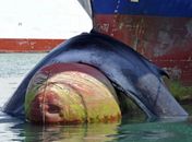 Baleia morre após ser atingida por navio
