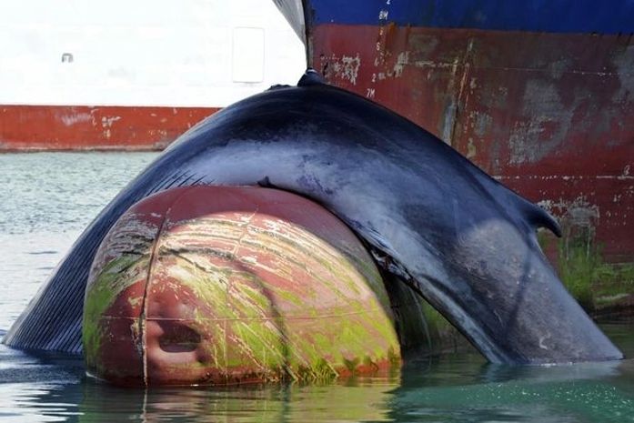 Baleia morre após ser atingida por navio