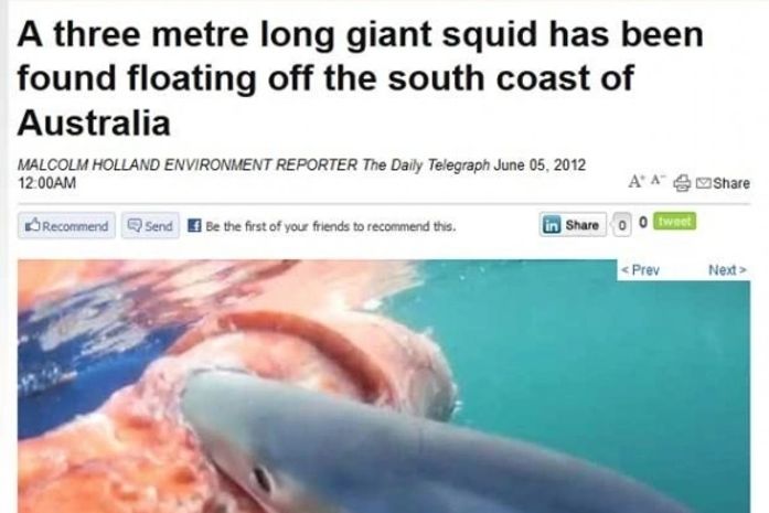 Carcaça acabou atacada por um tubarão de 2,5 metros.