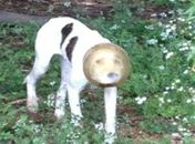 Cão foi resgatado após ser encontrado com a cabeça entalada em um recipiente. 
